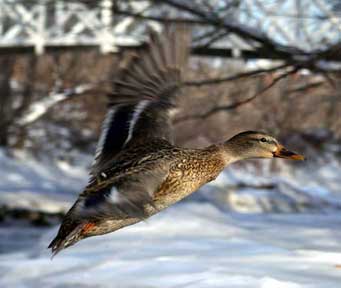 Ducking The Bridge - Duck