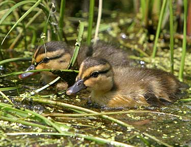 New Kids On The Block - Ducklings