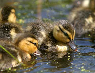Spring Arrivals - Ducklings