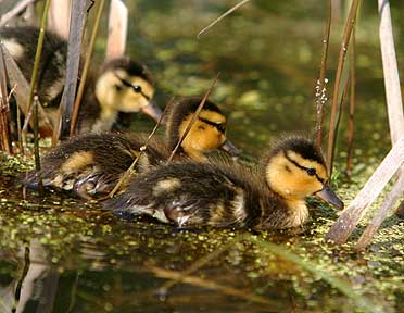 First Time Exploration - Ducklings