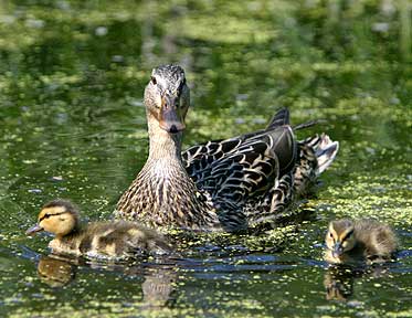 Family Portrait - Ducklings