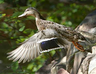 Full Feathered Flight - Ducks