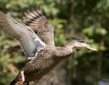 Black Duck Skidadle - Duck