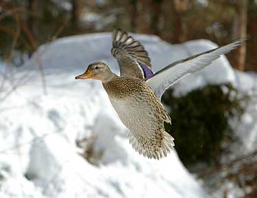 Snow Queen - Duck