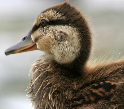 u29/magnetic9999/medium/17534301.duckling_champsdeelysse.jpg