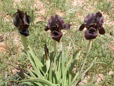 014 Black Iris-National Flower of Jordan.jpg