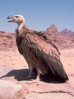 004 Griffon Vulture.jpg
