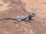 A blue lizard.jpg