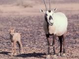 Arabian Oryx.jpg