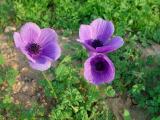 006 Anemone.jpg