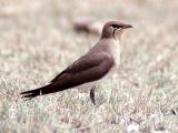 011 Pratincole.jpg