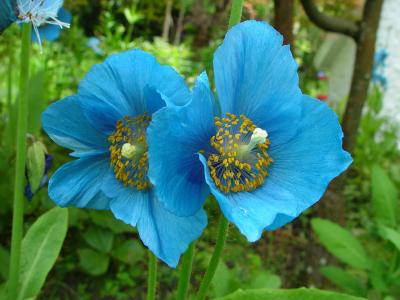 Meconopsis grandis