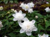 Anemone nemerosa flora plena