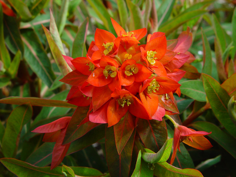 Euphorbia Fire Glow