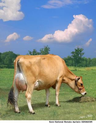 Dairy Cattle Photography by Steve Mills