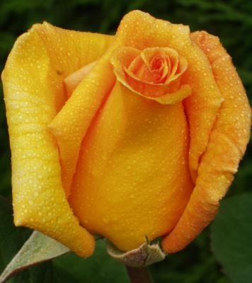 life of a rose