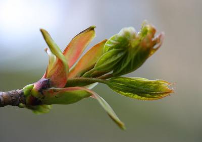 May 4: More buds