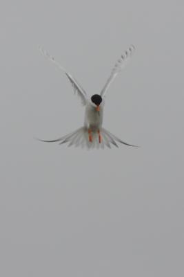 Tern-2sm.jpg