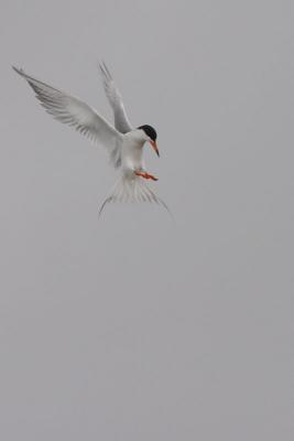 Tern-3sm.jpg