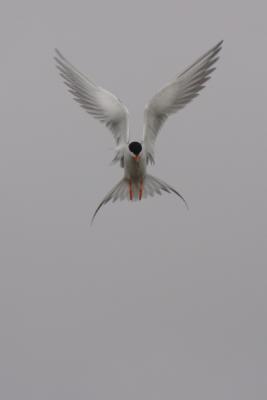 Tern-1sm.jpg