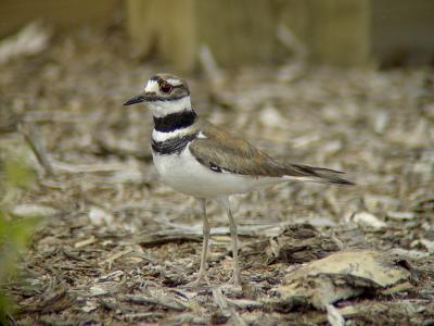 Killdeer