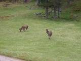 Deer outside the house