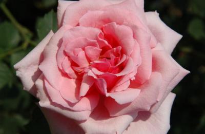DSC_8794.JPG