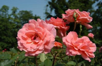 DSC_8798.JPG