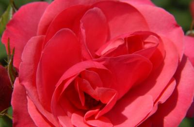 DSC_8805.JPG
