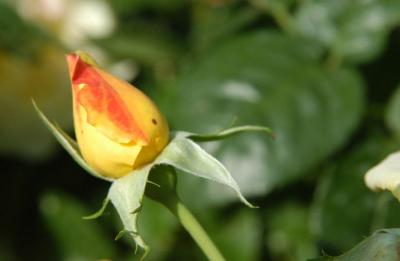 DSC_8812.JPG
