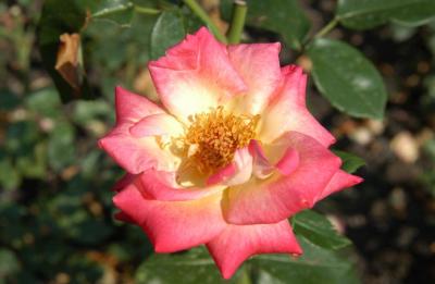 DSC_8827.JPG