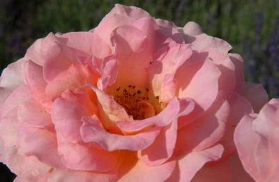 DSC_8845.JPG