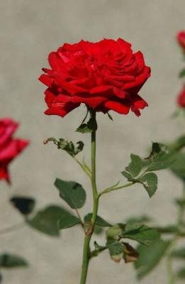 DSC_8859.JPG