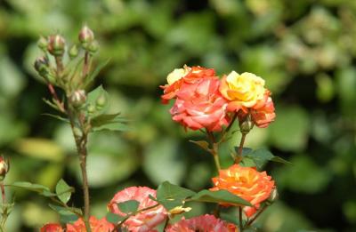 DSC_8862.JPG