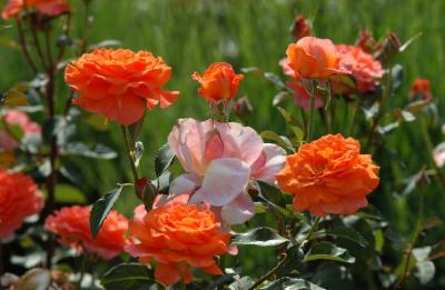 DSC_8872.JPG