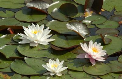 DSC_8877.JPG