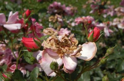 DSC_8846.JPG