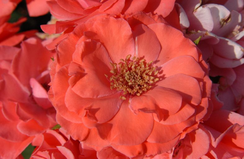 DSC_8842.JPG