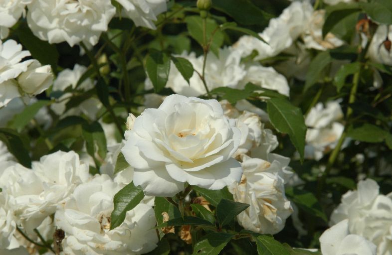 DSC_8843.JPG