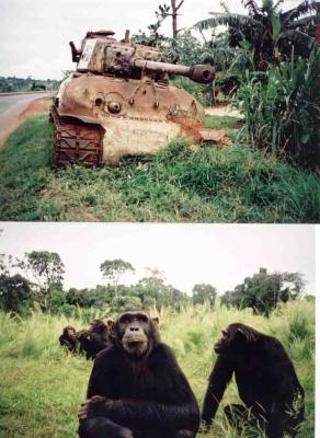 chimptank.tif.jpg