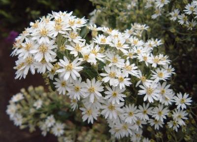 u29/mattis/medium/16614292.Olearia.jpg