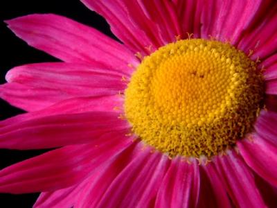 Daisy