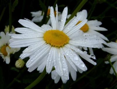 u29/mattis/medium/17452659.Daisy4.jpg