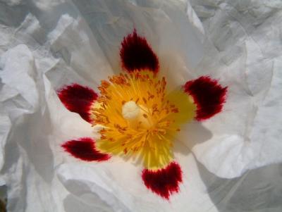 Cistus - Rock rose - Sun rose