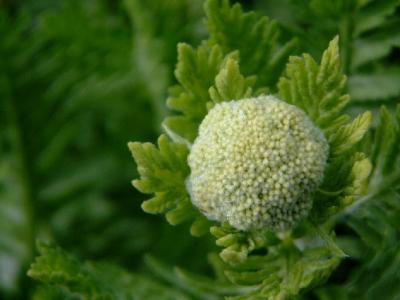 Achillea - Yarrow