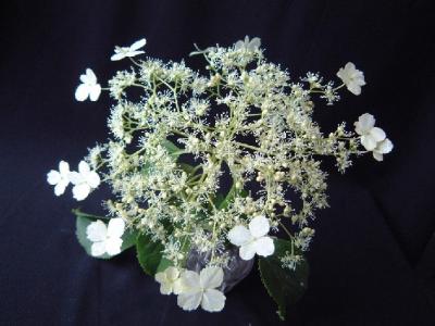 Climbing Hydrangea