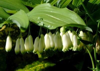 Polygonatum - Solomon's Seal