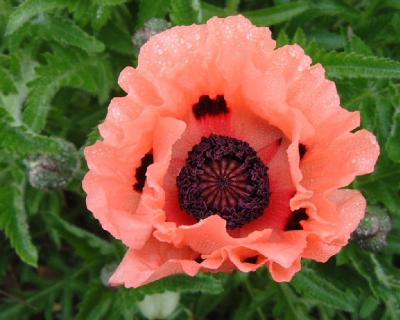 Papaver oriental - Poppy