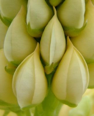 Lupin