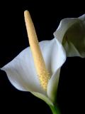 Arum lily